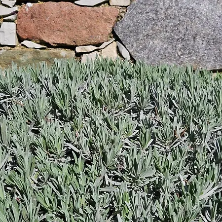 Li Cabanoun, Au Soleil Issambres A 3min De La A Pied * Sainte-Maxime