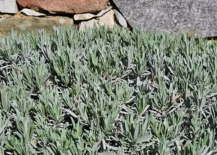 Li Cabanoun, Au Soleil Issambres à 3min De La à Pied * Sainte-Maxime
